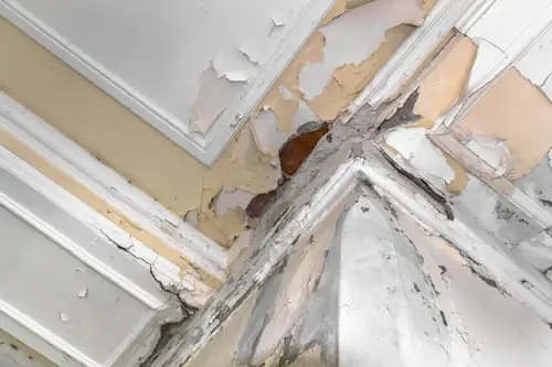 Six Signs Water Is Getting Into Your Walls, and Why the Roof Isn't Always to Blame